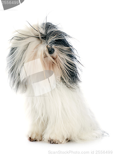 Image of tibetan terrier