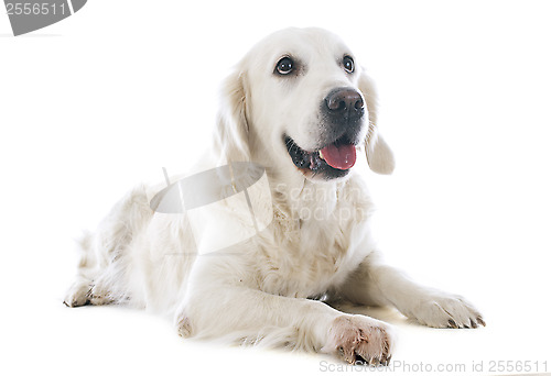 Image of golden retriever