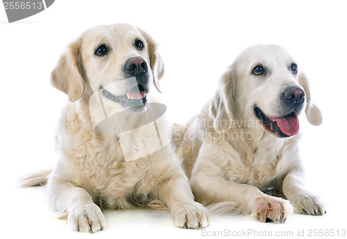 Image of golden retrievers