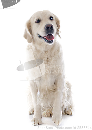 Image of golden retriever