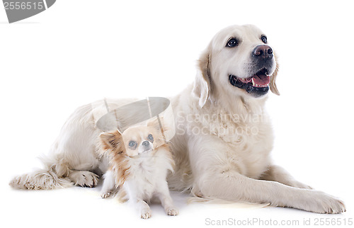 Image of golden retriever and chihuahua