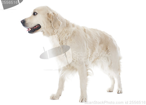 Image of golden retriever