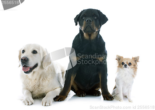 Image of three dogs