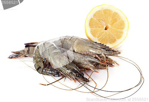 Image of raw gambas