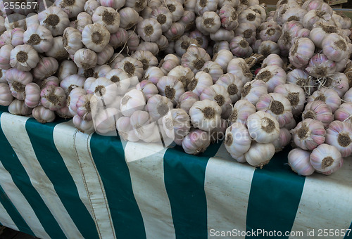 Image of Fresh Pink Garlic Cloves