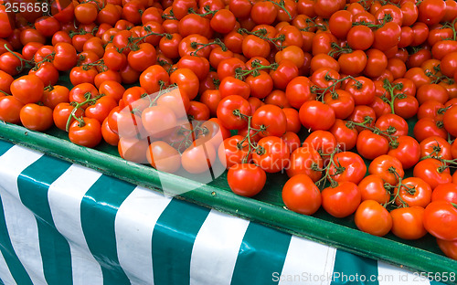 Image of Fresh Ripe Tomatoes