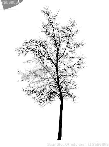 Image of Bare tree isolated over white