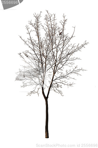 Image of Bare tree isolated over white