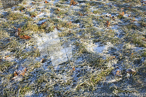 Image of Grass covered with first  snow