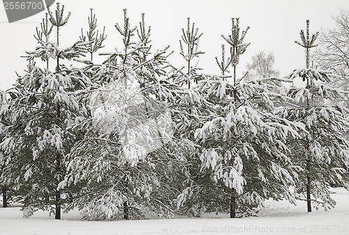 Image of Winter forest