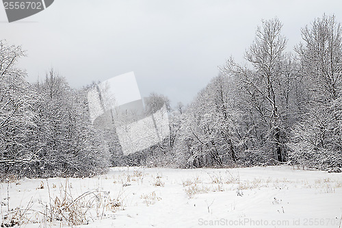 Image of Winter forest