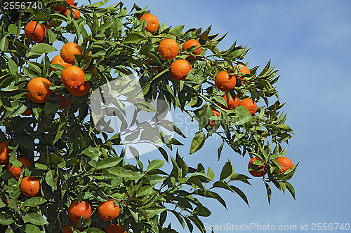 Image of Orange tree