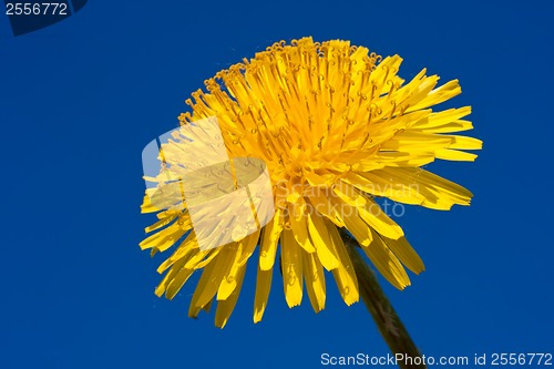 Image of Dandelion