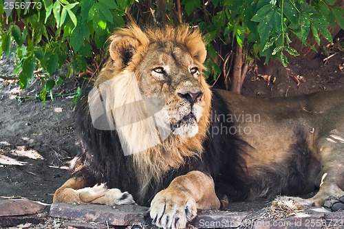 Image of Lion