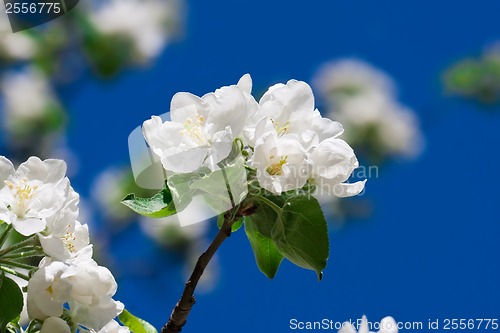 Image of Apple flowers