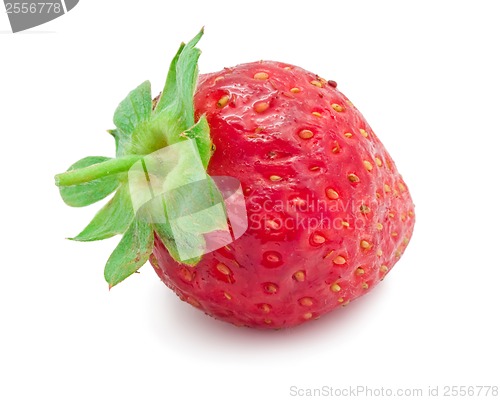 Image of Strawberry