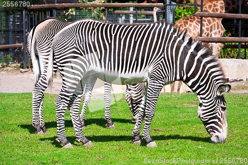 Image of Zebra