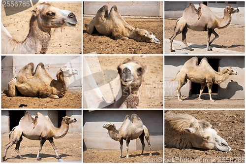 Image of Camel