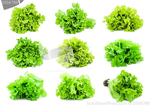 Image of Lettuce