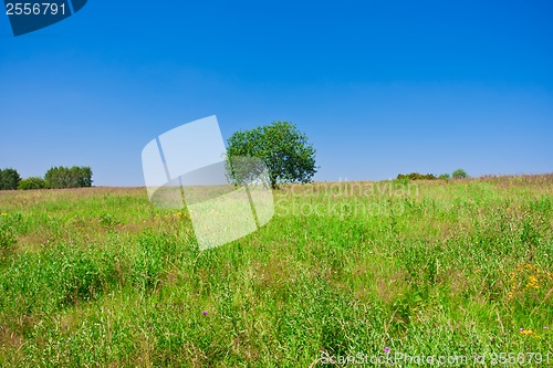 Image of Tree and field