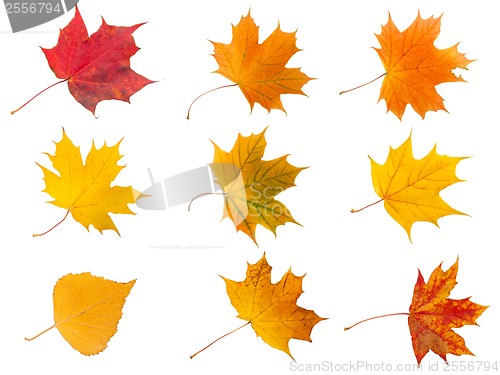 Image of Maple leaves