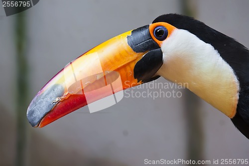 Image of Toucan