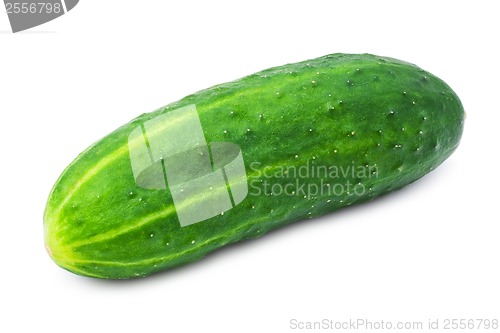 Image of Fresh cucumber
