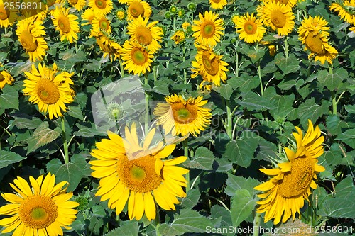 Image of Sunflowers