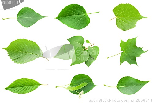 Image of Green Leaves