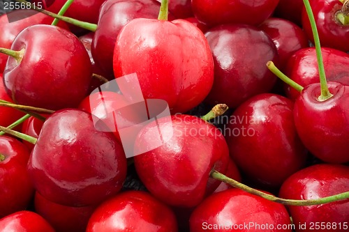 Image of Red cherry