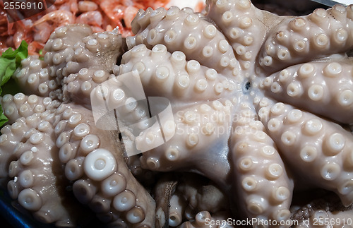 Image of octopus