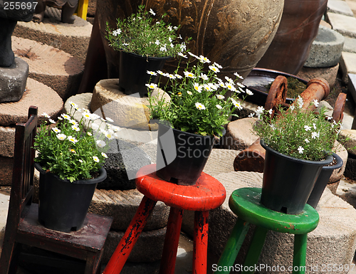 Image of Flowers pots