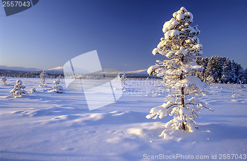 Image of  snowy tree 