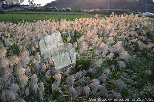 Image of Sunlit grass