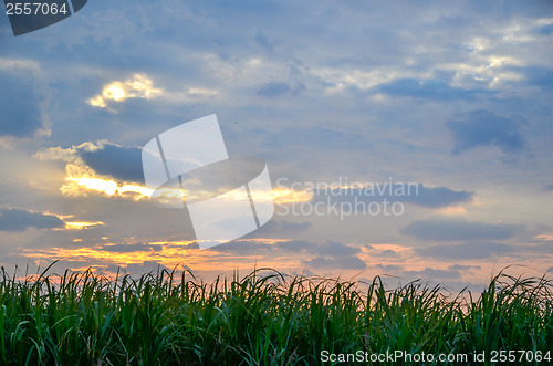 Image of Sugar cane field