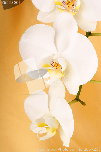 Image of Phalaenopsis Aphrodite (Moon Orchid)