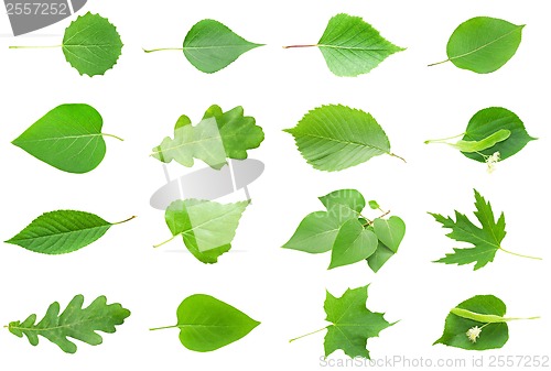Image of Green Leaves