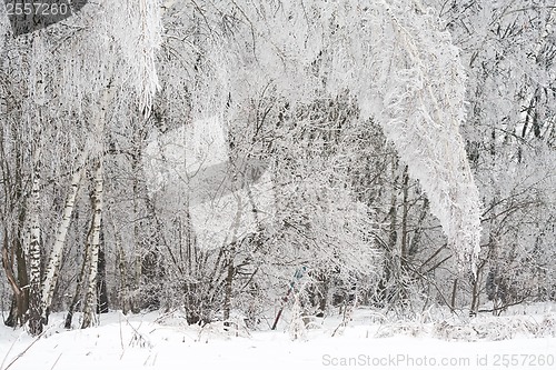 Image of Winter forest