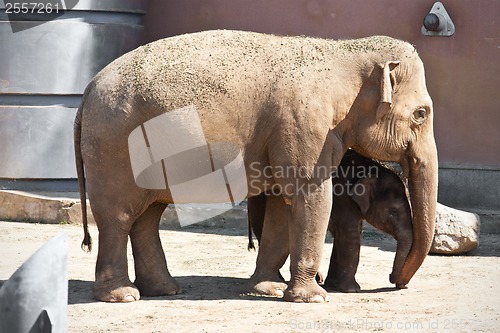Image of Elephant