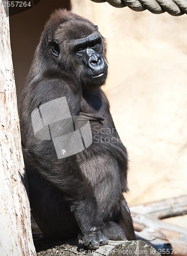 Image of Gorilla