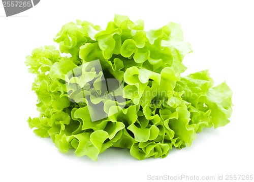 Image of Lettuce