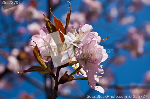 Image of Cherry blossom