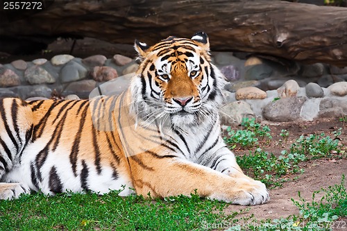 Image of Tiger