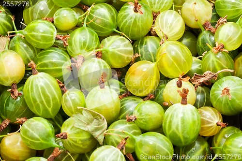 Image of Gooseberries