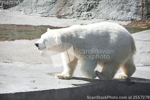 Image of Polar bear
