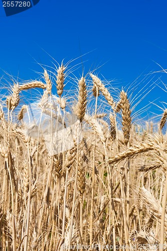 Image of Wheat field