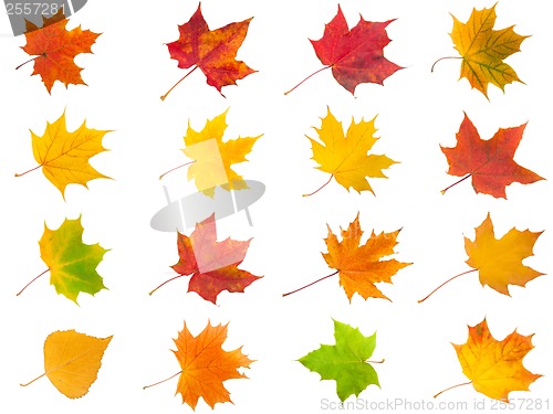 Image of Maple leaves