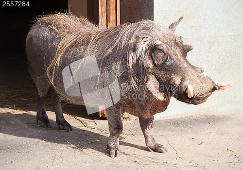 Image of Warthog