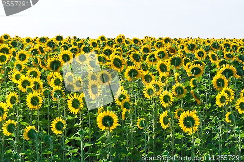 Image of Sunflowers