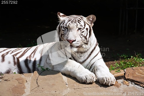 Image of White Tiger